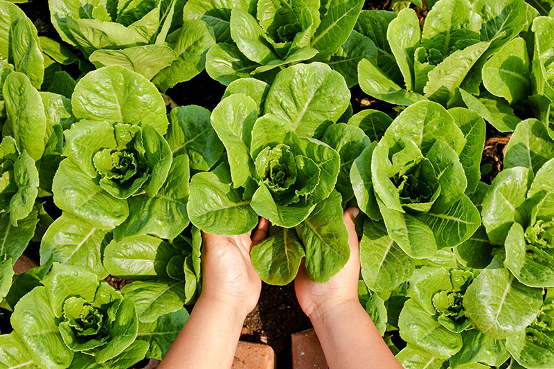 Farmers' hands hold organic green salad vegetables in the plot